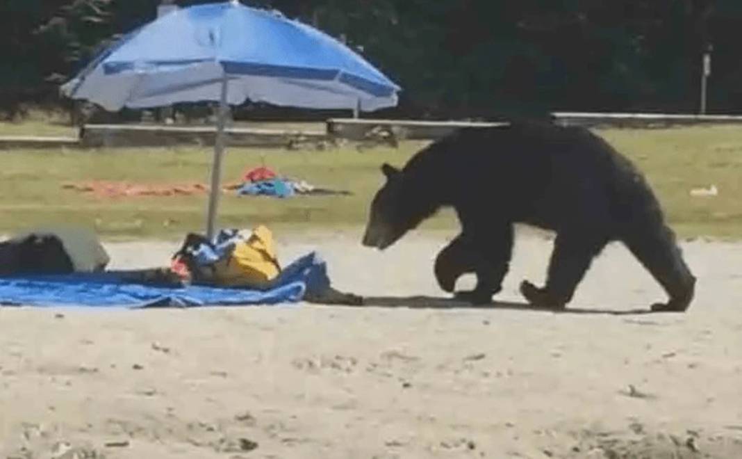 Denizden çıkan garip canlıyı gören herkes panikle kaçışmaya başladı! O anları izleyenler küçük dilini yuttu 6